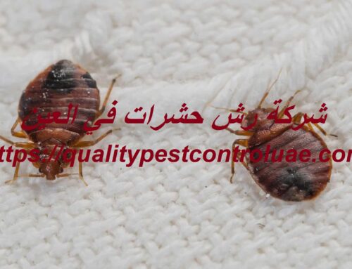 شركة رش حشرات في العين |0545307678| رش مبيدات