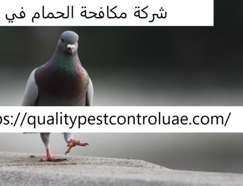 شركة مكافحة الحمام في دبي |0545307678| طارد للحمام