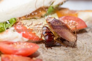 شركة مكافحة الصراصير في ابوظبي