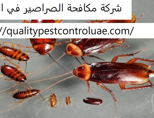 شركة مكافحة الصراصير في الشارقة |0545307678| رش حشرات