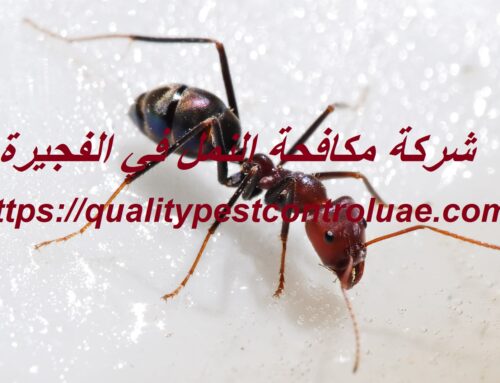 شركة مكافحة النمل في الفجيرة |0545307678| رش نمل