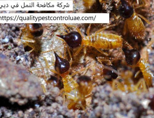 شركة مكافحة النمل في دبي |0545307678| طرد النمل