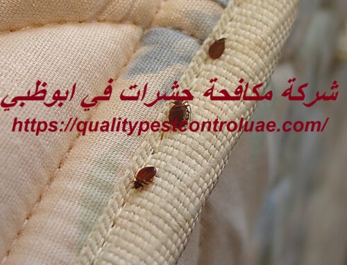 شركة مكافحة حشرات في ابوظبي |0545307678| رش مبيدات